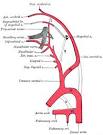 External Carotid Artery | howMed