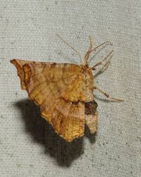 Attēlu rezultāti vaicājumam “Selenia dentaria imago”