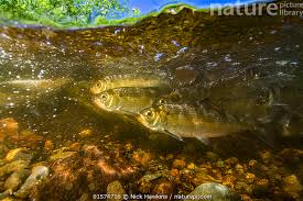 Image result for Alosa pseudoharengus