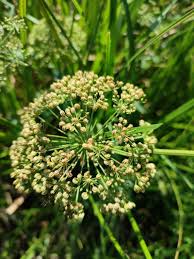 Attēlu rezultāti vaicājumam “Sium latifolium”