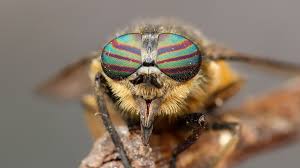 Attēlu rezultāti vaicājumam “Heptatoma pellucens”