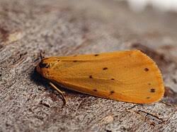 Attēlu rezultāti vaicājumam “Setina irrorella”