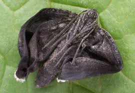 Attēlu rezultāti vaicājumam “Odezia atrata”