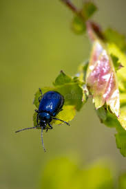 Attēlu rezultāti vaicājumam “Agelastica alni”