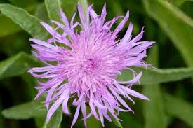 Attēlu rezultāti vaicājumam “Centaurea jacea fruit”