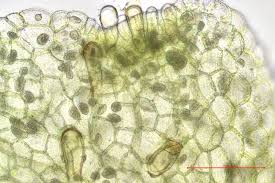 Attēlu rezultāti vaicājumam “Riccardia multifida”