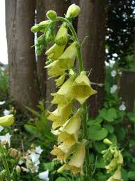 Image result for Digitalis grandiflora