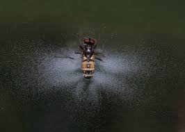 Attēlu rezultāti vaicājumam “Entomophthora”