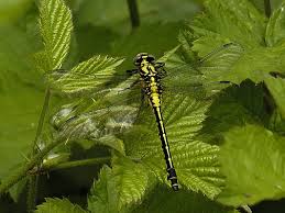 Attēlu rezultāti vaicājumam “Gomphus vulgatissimus”