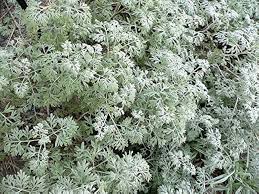 Image result for Artemisia absinthium
