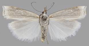 Attēlu rezultāti vaicājumam “Crambus heringiellus”