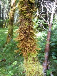 Attēlu rezultāti vaicājumam “Porella cordaeana”