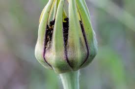 Attēlu rezultāti vaicājumam “Microbotryum tragopogonis - pratensis”