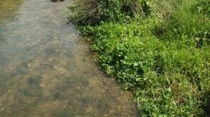 Image result for Westow Cc