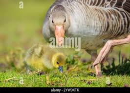 Attēlu rezultāti vaicājumam “Anser anser juvenile”
