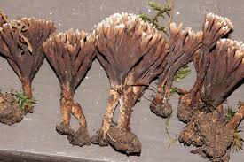 Attēlu rezultāti vaicājumam “Thelephora palmata”