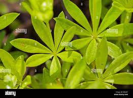 Attēlu rezultāti vaicājumam “Galium odoratum leaf”