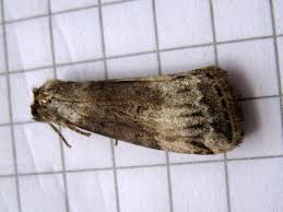 Attēlu rezultāti vaicājumam “Tetheella fluctuosa”