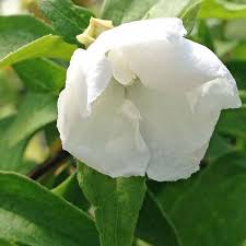 Attēlu rezultāti vaicājumam “Philadelphus lemoinei flower”