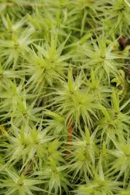 Attēlu rezultāti vaicājumam “Dicranum polysetum sporophyte”