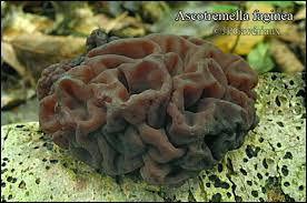 Attēlu rezultāti vaicājumam “Ascotremella faginea”