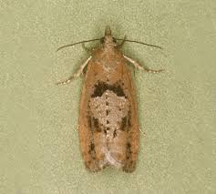 Attēlu rezultāti vaicājumam “Epinotia brunnichana”