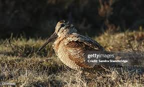 Attēlu rezultāti vaicājumam “Scolopax rusticola juvenile”