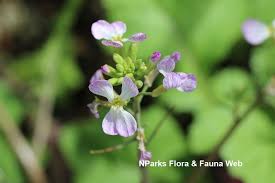 Attēlu rezultāti vaicājumam “Raphanus sativus flower”