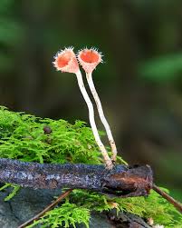 Attēlu rezultāti vaicājumam “Microstoma protracta”