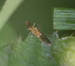 Attēlu rezultāti vaicājumam “Thysanoptera”