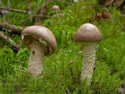 Attēlu rezultāti vaicājumam “Stropharia hornemannii”