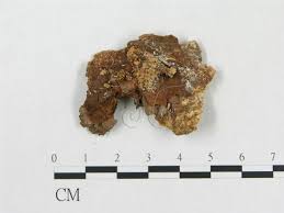 Attēlu rezultāti vaicājumam “Rigidoporus crocatus”