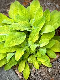 Attēlu rezultāti vaicājumam “Stachys”