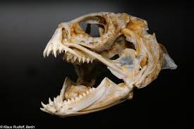 Image result for Anarhichas lupus