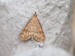 Attēlu rezultāti vaicājumam “Udea fulvalis”