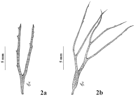 Attēlu rezultāti vaicājumam “Ceratophyllum demersum leaf”