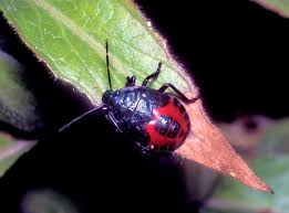 Attēlu rezultāti vaicājumam “Jalla dumosa”