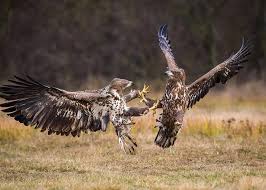 Image result for Haliaeetus albicilla