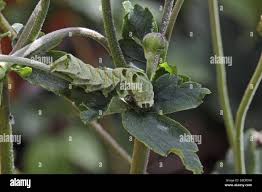 Attēlu rezultāti vaicājumam “Melanchra persicariae larva”