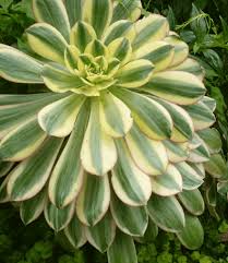 Attēlu rezultāti vaicājumam “Cenolophium denudatum”