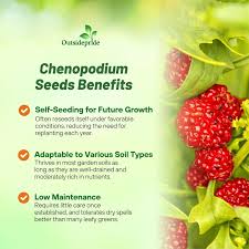 Attēlu rezultāti vaicājumam “Chenopodium foliosum fruit”