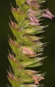 Attēlu rezultāti vaicājumam “Cynosurus cristatus flower”