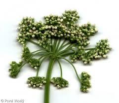 Attēlu rezultāti vaicājumam “Selinum carvifolia”