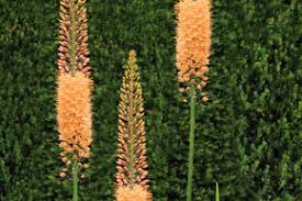 Image result for Steppenkerze