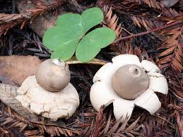 Attēlu rezultāti vaicājumam “Geastrum”