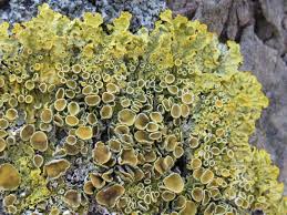 Attēlu rezultāti vaicājumam “Xanthoria polycarpa”