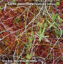 Attēlu rezultāti vaicājumam “Carex globularis flower”