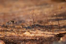 Attēlu rezultāti vaicājumam “Cribraria microcarpa”