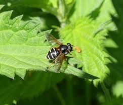 Attēlu rezultāti vaicājumam “Sericomyia lappona”