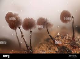 Attēlu rezultāti vaicājumam “Collaria arcyrionema”